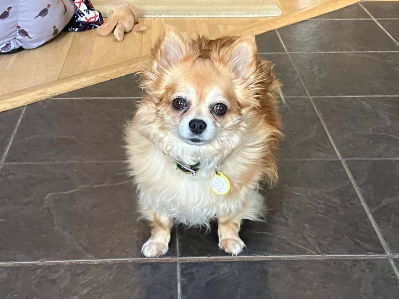 Chihuahua for adoption in Newton Tony, Wiltshire – 10 years old - Image 1 of 2