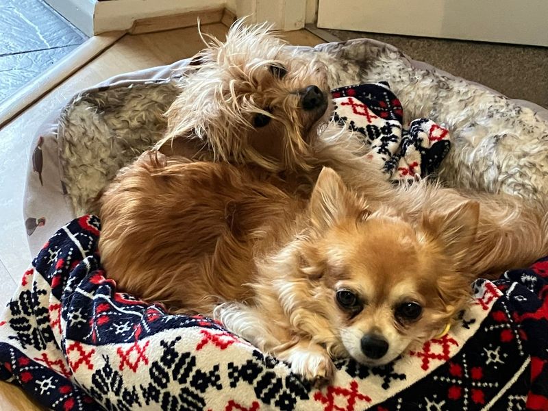 Chihuahua for adoption in Newton Tony, Wiltshire – 10 years old - Image 2 of 2