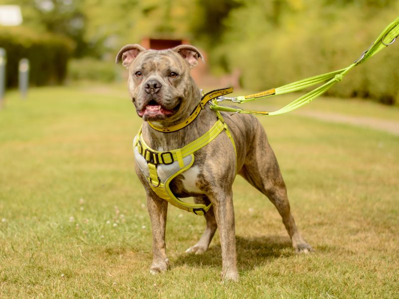 American Bulldog for adoption in Kenilworth, Warks – 3 years old