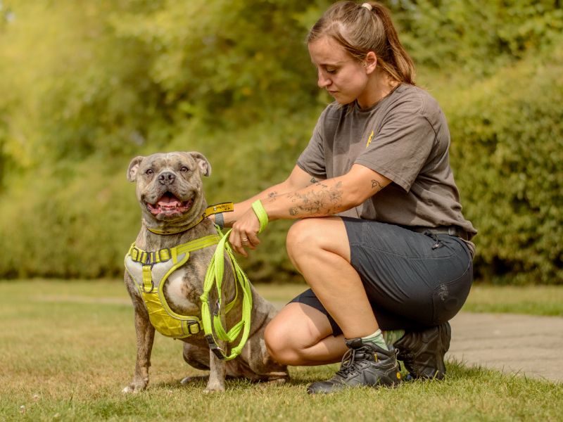 American Bulldog for adoption in Kenilworth, Warks – 3 years old - Image 2 of 5