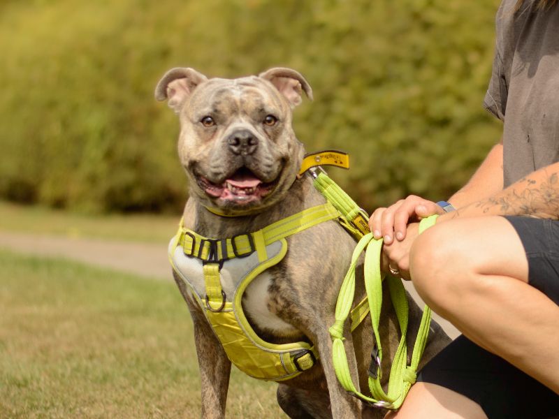 American Bulldog for adoption in Kenilworth, Warks – 3 years old - Image 5 of 5
