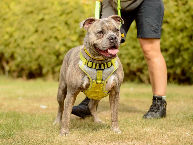 American Bulldog for adoption in Kenilworth, Warks – 3 years old - Image 3 of 5