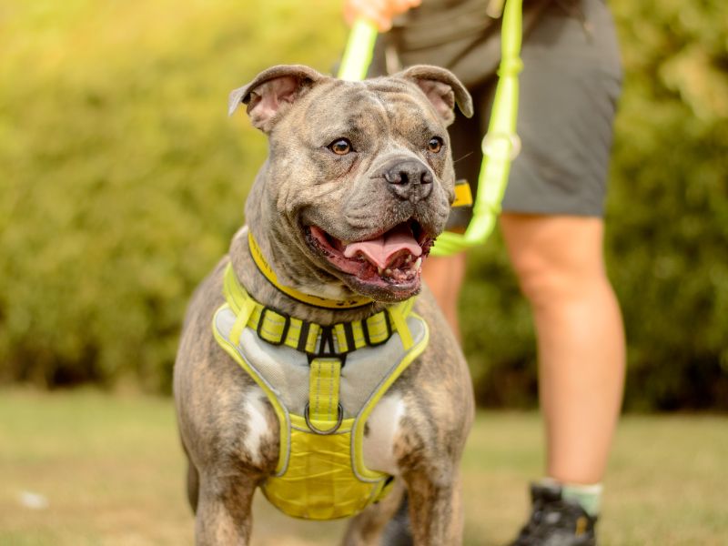American Bulldog for adoption in Kenilworth, Warks – 3 years old - Image 4 of 5