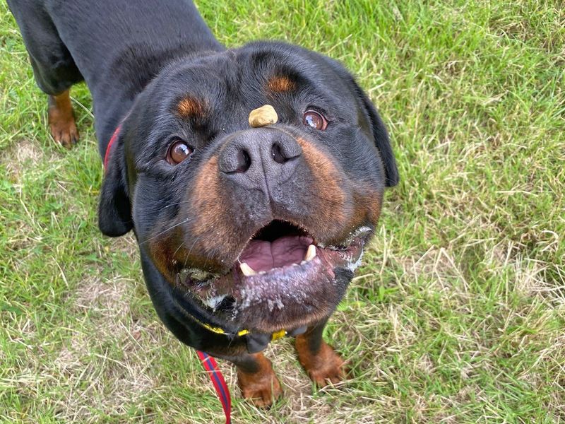 Rottweiler for adoption in Wickford, Essex – 5 years old - Image 4 of 9