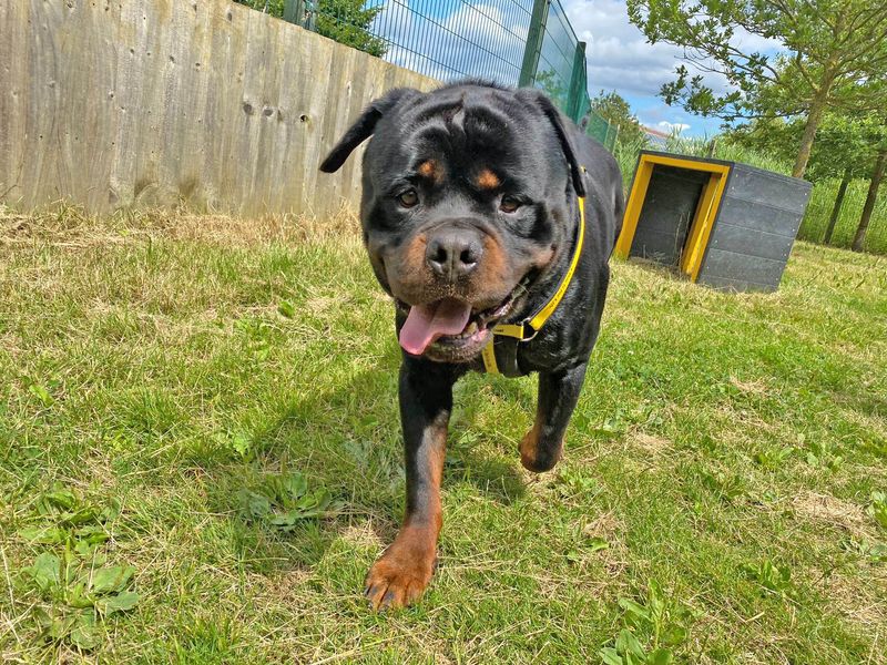 Rottweiler for adoption in Wickford, Essex – 5 years old - Image 6 of 9