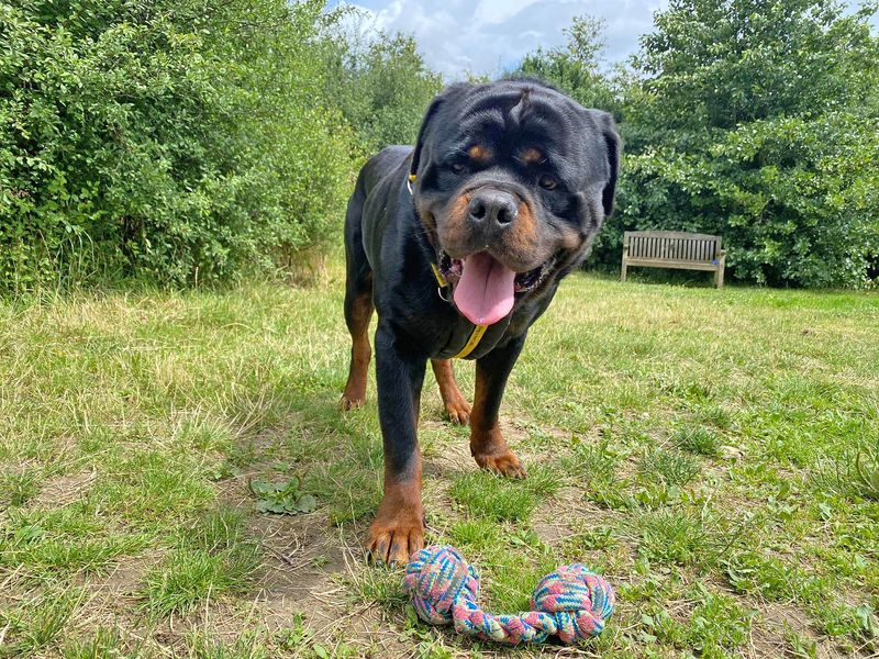 Rottweiler for adoption in Wickford, Essex – 5 years old - Image 2 of 9
