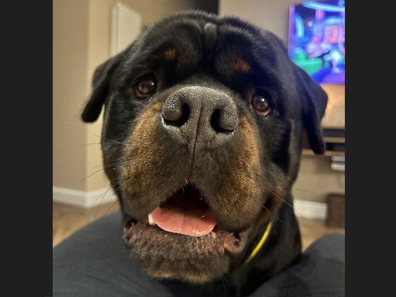 Rottweiler for adoption in Wickford, Essex – 5 years old - Image 5 of 9