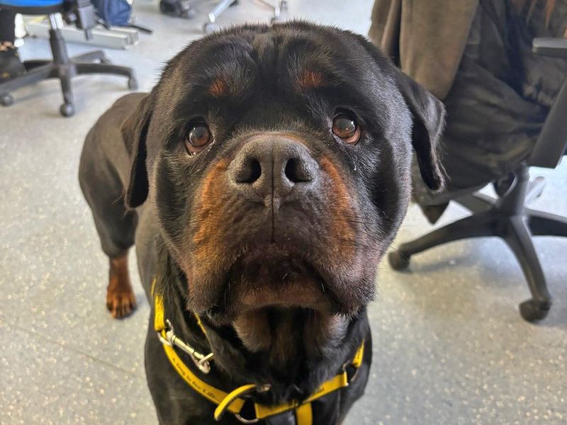 Rottweiler for adoption in Wickford, Essex – 5 years old - Image 9 of 9
