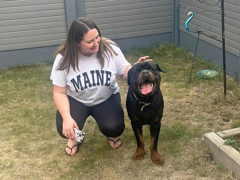 Rottweiler for adoption in Wickford, Essex – 5 years old - Image 3 of 9