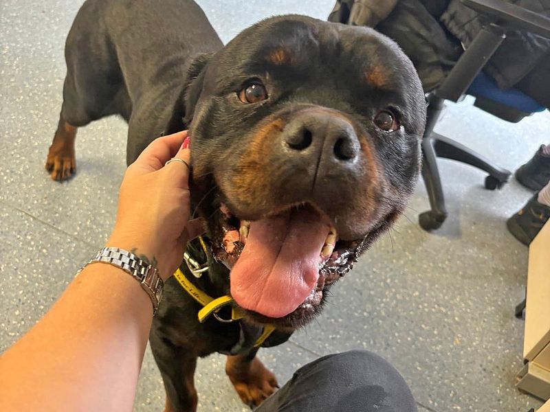 Rottweiler for adoption in Wickford, Essex – 5 years old - Image 7 of 9