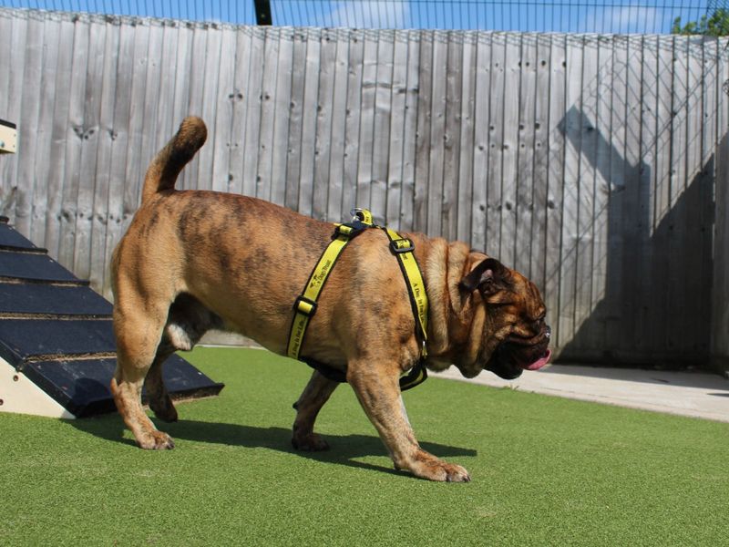 Pug for adoption in Evesham, Worcestershire – 5 years old - Image 2 of 3