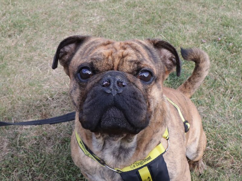 Pug for adoption in Evesham, Worcestershire – 5 years old - Image 1 of 3