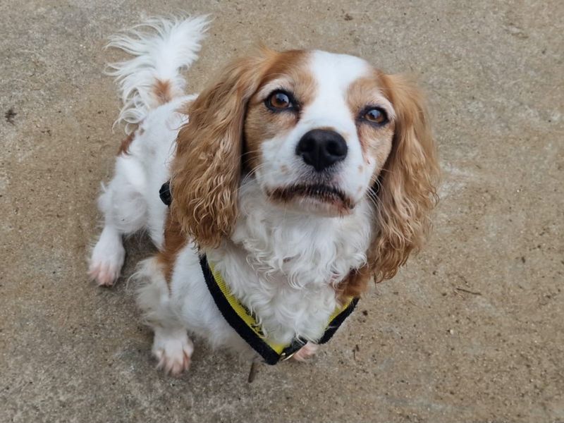 Cavalier King Charles Spaniel for adoption in Mid Glamorgan, Wales – 7 years old - Image 1 of 1