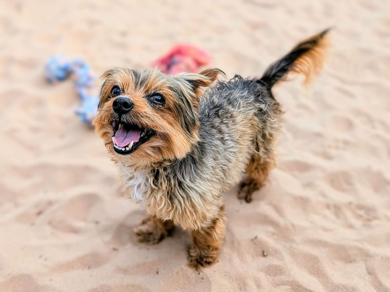 Yorkshire Terrier for adoption in Cardiff / Caerdydd, South Glamorgan – 14 years old - Image 2 of 5