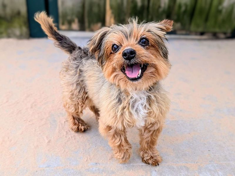Yorkshire Terrier for adoption in Cardiff / Caerdydd, South Glamorgan – 14 years old - Image 5 of 5