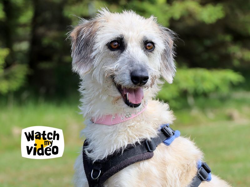 Daisy | Lurcher | Leeds - 1