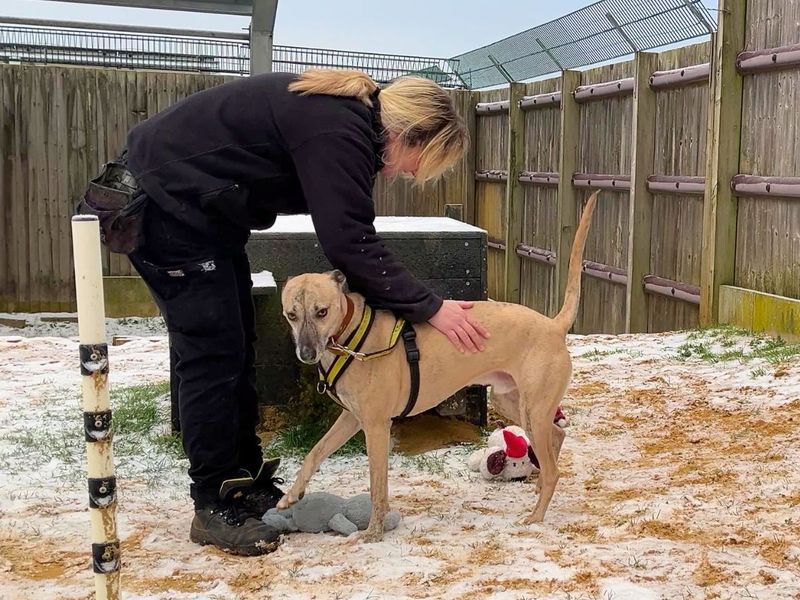 Tony, a 6 years old male Lurcher available for adoption from Dogs Trust in Salisbury, Wiltshire