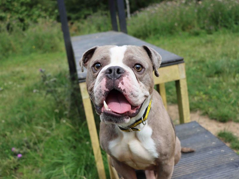 Ozzy | Bulldog | Darlington - 1