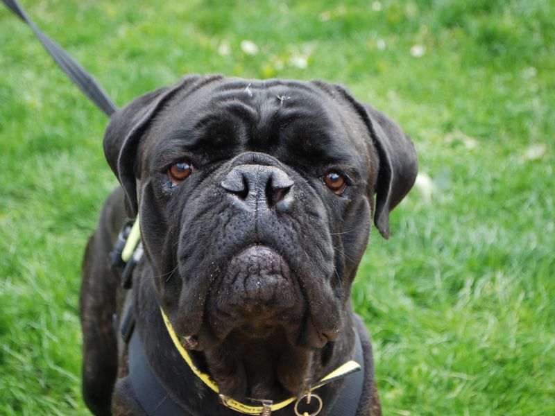 Boxer for adoption in Newbury, Berks – 4 years old - Image 2 of 4