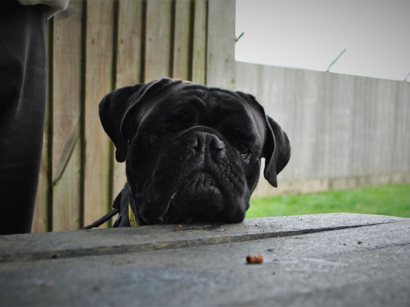 Boxer for adoption in Newbury, Berks – 4 years old - Image 4 of 4