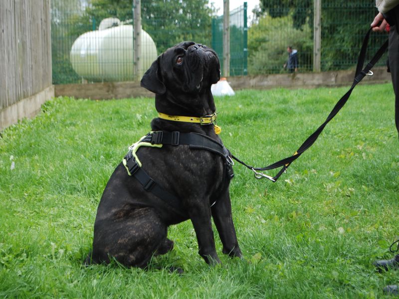 Boxer for adoption in Newbury, Berks – 4 years old - Image 3 of 4