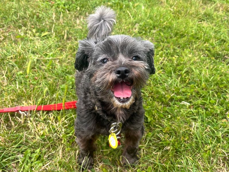 Poodle for adoption in Shoreham by Sea, West Sussex – 7 years old - Image 3 of 3