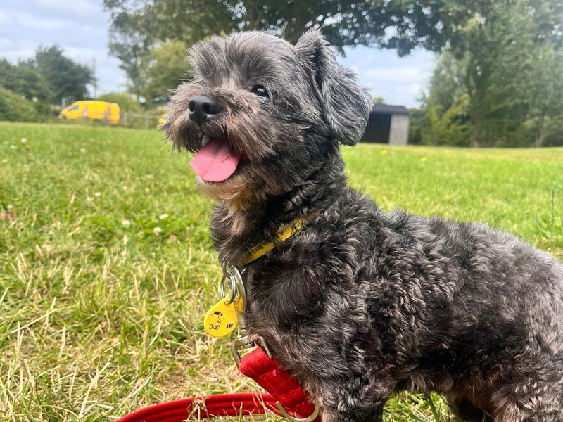 Poodle for adoption in Shoreham by Sea, West Sussex – 7 years old - Image 1 of 3
