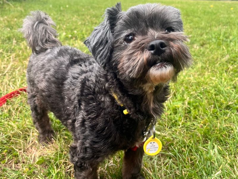 Poodle for adoption in Shoreham by Sea, West Sussex – 7 years old - Image 2 of 3