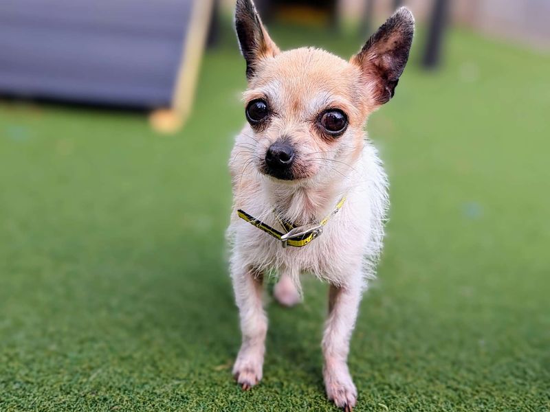 Chihuahua for adoption in Cardiff / Caerdydd, South Glamorgan – 7 years old - Image 5 of 6