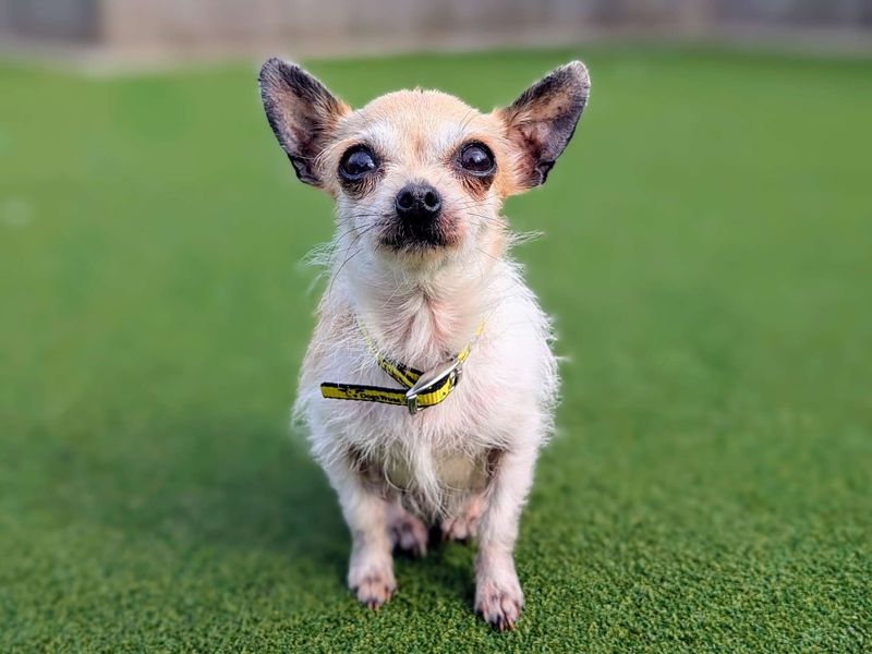 Chihuahua for adoption in Cardiff / Caerdydd, South Glamorgan – 7 years old - Image 2 of 6