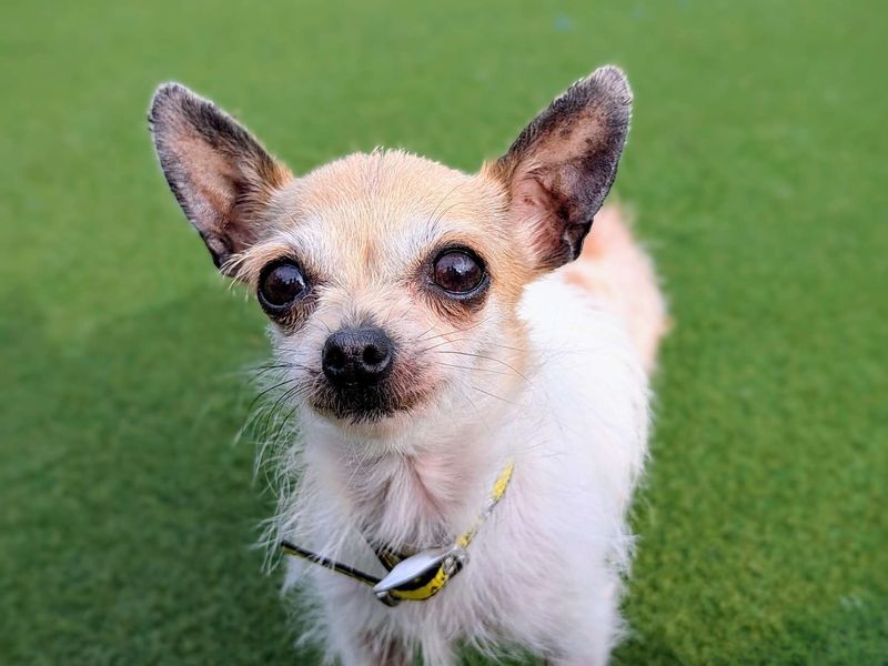Chihuahua for adoption in Cardiff / Caerdydd, South Glamorgan – 7 years old - Image 4 of 6