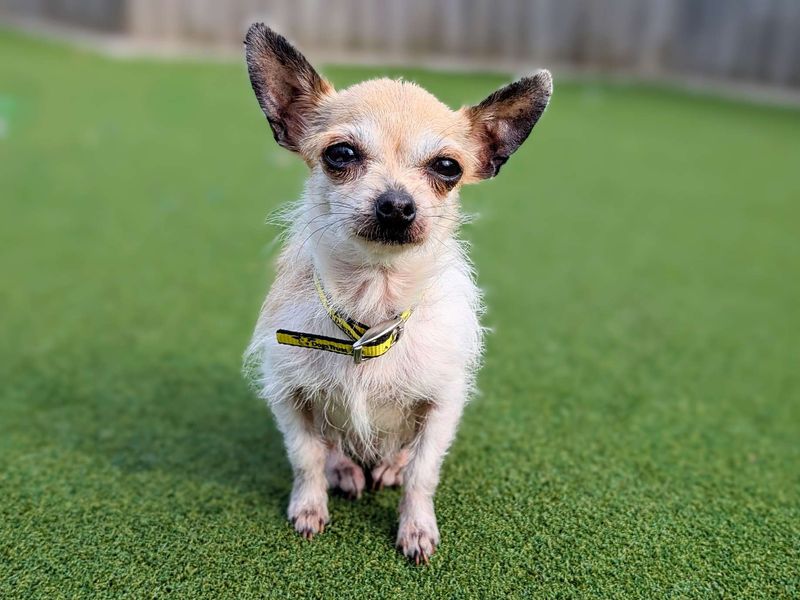 Chihuahua for adoption in Cardiff / Caerdydd, South Glamorgan – 7 years old - Image 6 of 6