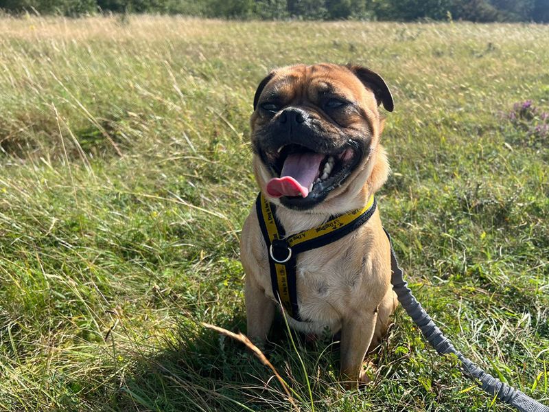 Pug for adoption in Liverpool, Merseyside – 3 years old