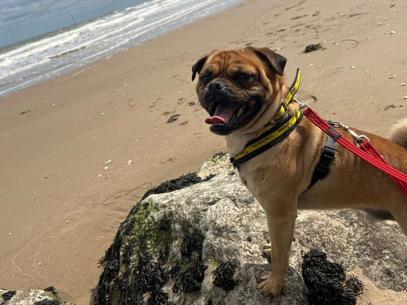 Pug for adoption in Liverpool, Merseyside – 3 years old - Image 3 of 4