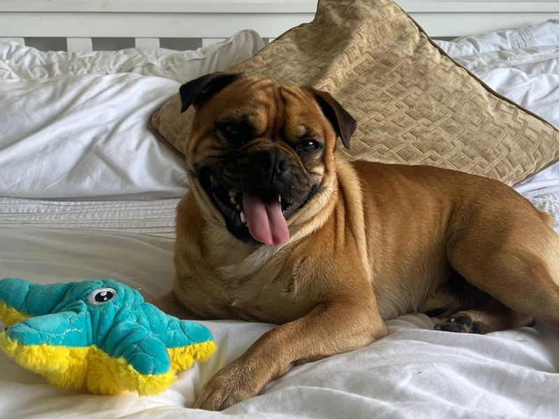Pug for adoption in Liverpool, Merseyside – 3 years old - Image 2 of 4