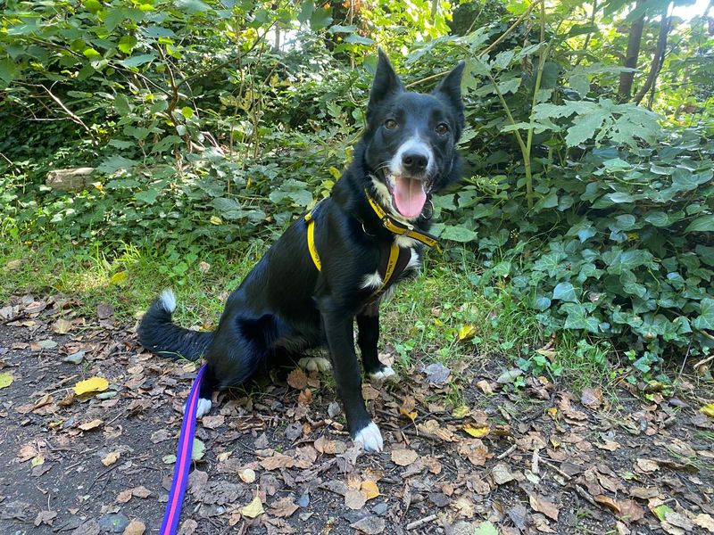 Margot | Collie (Border) | Ballymena (Northern Ireland) - 1