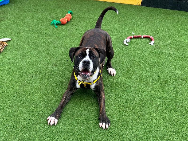 Cane Corso for adoption in Chestfield, Kent – 1 year old - Image 2 of 3