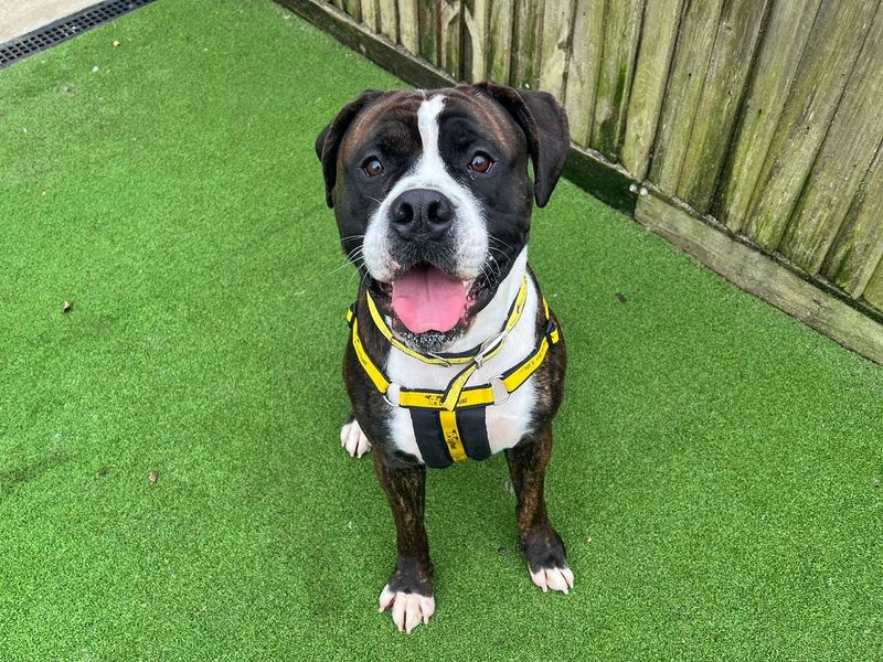 Cane Corso for adoption in Chestfield, Kent – 1 year old - Image 3 of 3