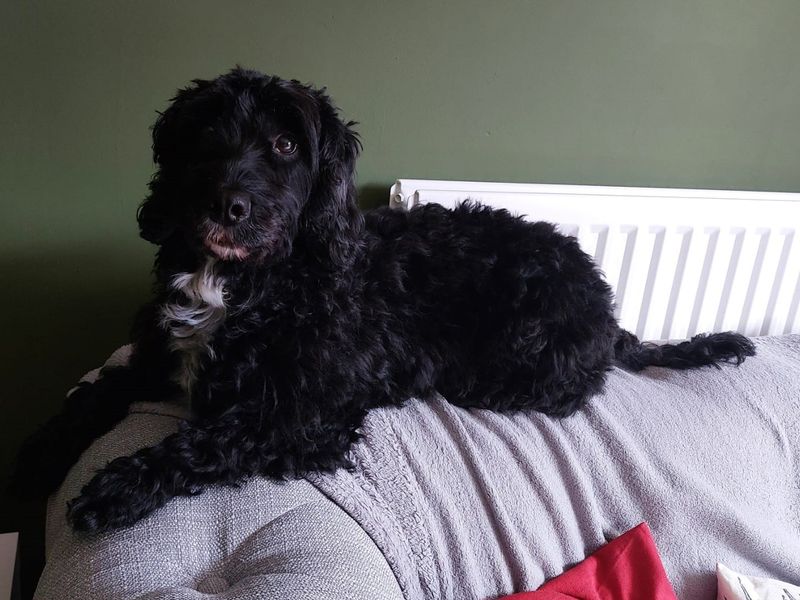 Cocker Spaniel for adoption in Newbury, Berks – 8 years old - Image 1 of 2