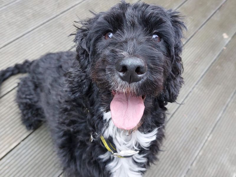 Cocker Spaniel for adoption in Newbury, Berks – 8 years old - Image 2 of 2