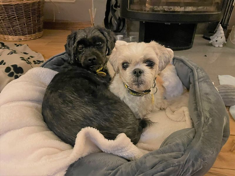 Poodle for adoption in West Calder, West Lothian – 8 years old - Image 2 of 2