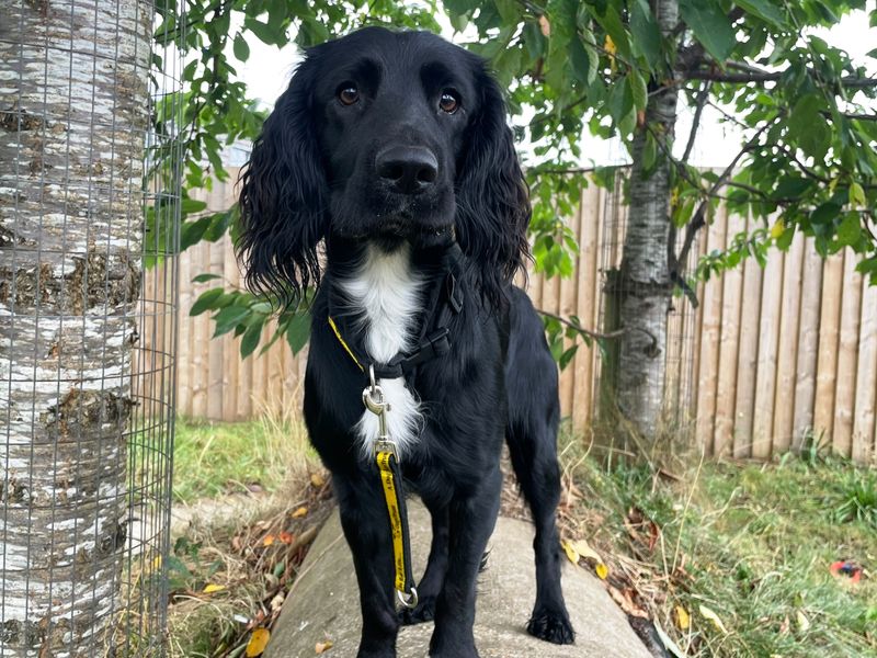 Cocker Spaniel for adoption in Wymeswold, Leicestershire – 2 years old - Image 1 of 2
