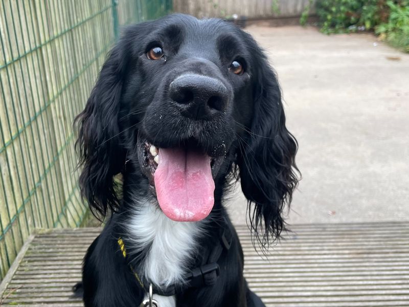Cocker Spaniel for adoption in Wymeswold, Leicestershire – 2 years old - Image 2 of 2
