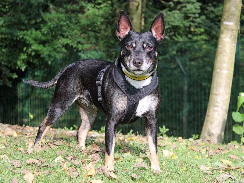 Jack Russell for adoption in Liverpool, Merseyside – 7 years old - Image 1 of 4