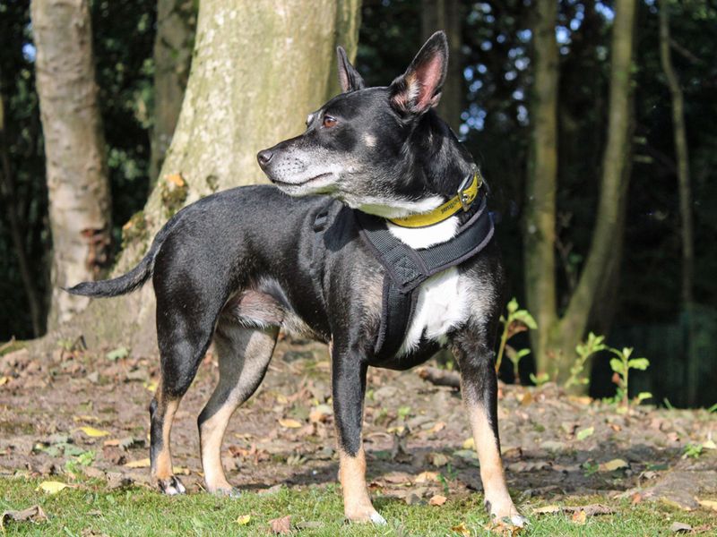 Jack Russell for adoption in Liverpool, Merseyside – 7 years old - Image 4 of 4