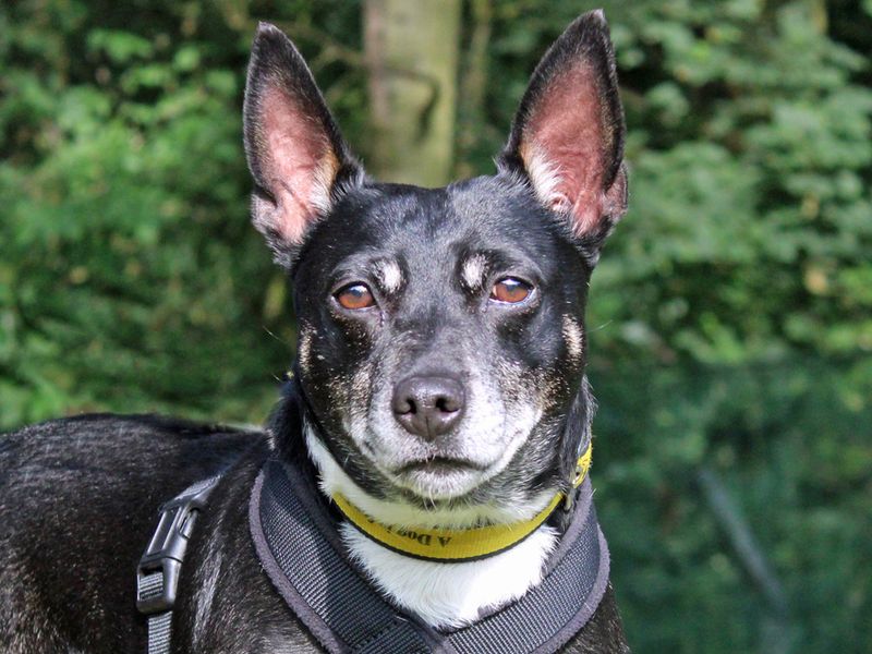 Jack Russell for adoption in Liverpool, Merseyside – 7 years old - Image 2 of 4