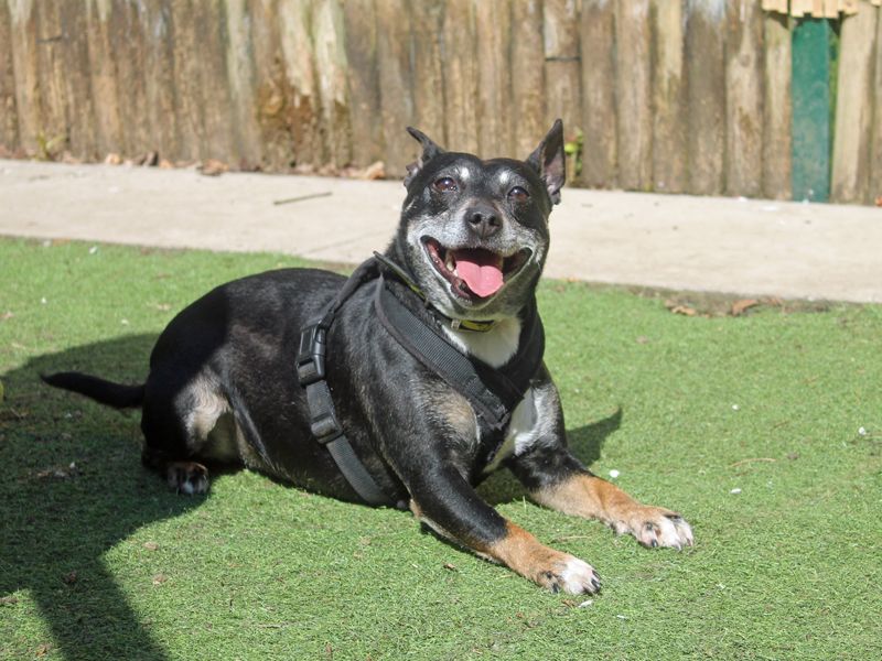 Staffordshire Bull Terrier for adoption in Liverpool, Merseyside – 7 years old - Image 5 of 7