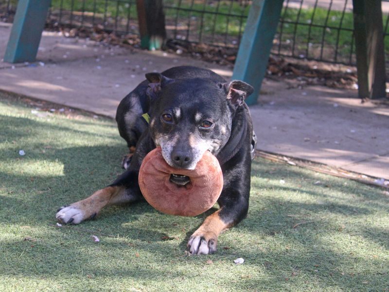 Staffordshire Bull Terrier for adoption in Liverpool, Merseyside – 7 years old - Image 6 of 7