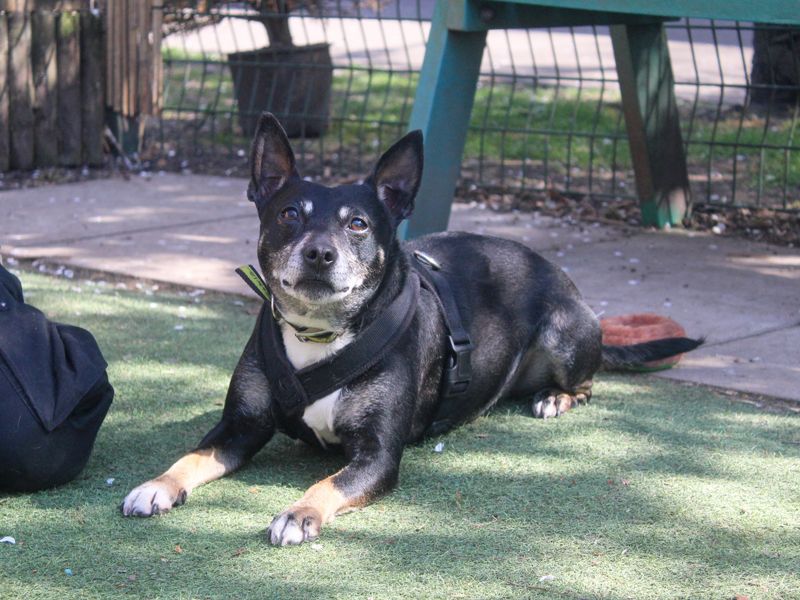 Staffordshire Bull Terrier for adoption in Liverpool, Merseyside – 7 years old - Image 7 of 7