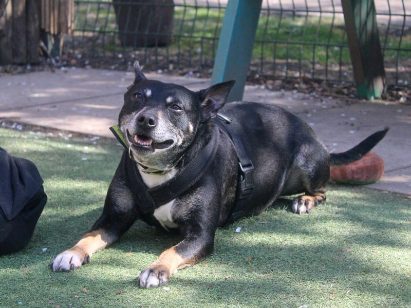 Staffordshire Bull Terrier for adoption in Liverpool, Merseyside – 7 years old - Image 4 of 7